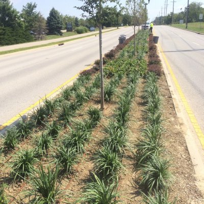 Plants in Median